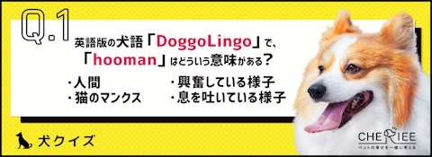 【クイズ】なんとなく分かるかも？動画やSNSで見かける犬語クイズのアイキャッチ画像