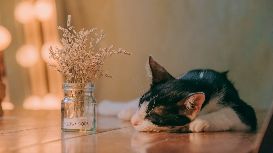 【獣医師監修】湿疹や脱毛など、猫の皮膚異常で考えられる9つの疾患