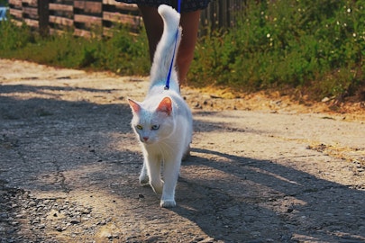 室内飼い猫に散歩は必要？猫の散歩のメリット・デメリットと注意点のアイキャッチ画像