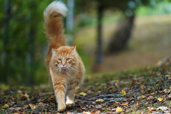 猫,散歩,外,室内飼い,メリット,デメリット,ワクチン,ハーネス,災害,注意,運動不足,ストレス