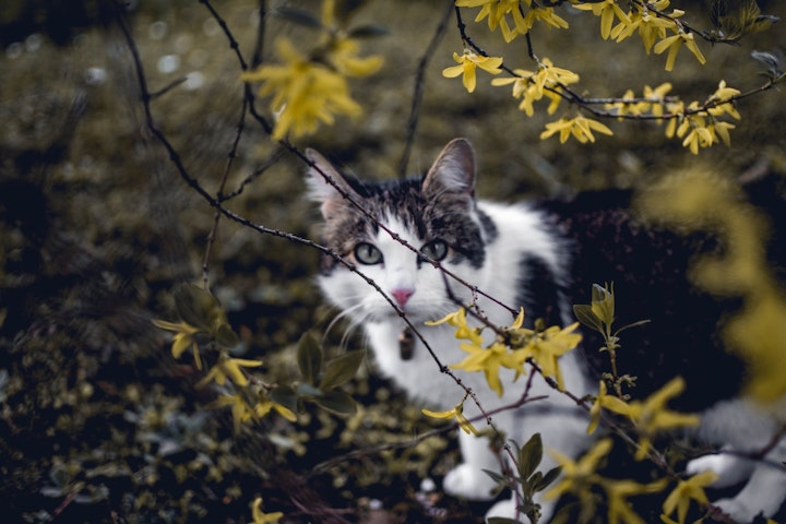 猫,散歩,外,室内飼い,メリット,デメリット,ワクチン,ハーネス,災害,注意,運動不足,ストレス