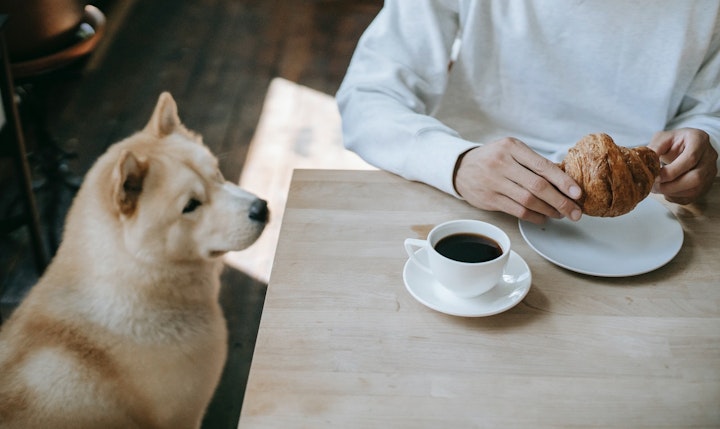 犬,日常,日頃,健康管理,飼い主,体重,食事,家