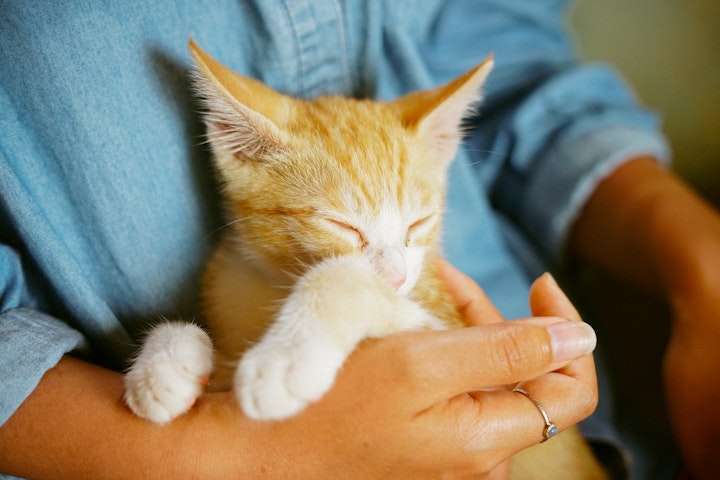 元野良猫,お風呂,シャンプー,タイミング,いつ,手順,ドライヤー,タオル,バスタオル