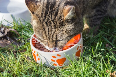 【5分で分かる】保護猫や野良猫がご飯を食べない時の原因と対処法のアイキャッチ画像