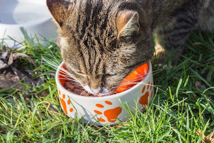 【5分で分かる】保護猫や野良猫がご飯を食べない時の原因と対処法 - CHERIEE あにまるマガジン