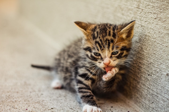 猫,元野良猫,元保護猫,ご飯,水,食べない,理由,原因,ストレス,警戒