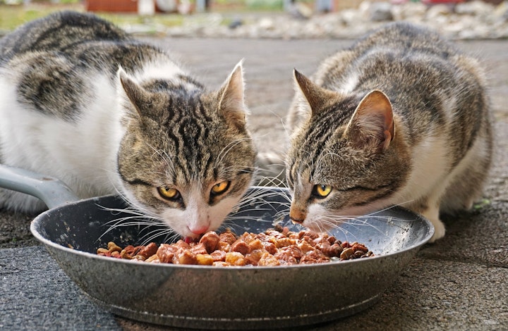 猫,元野良猫,元保護猫,ご飯,水,食べない,理由,原因,ストレス,警戒,