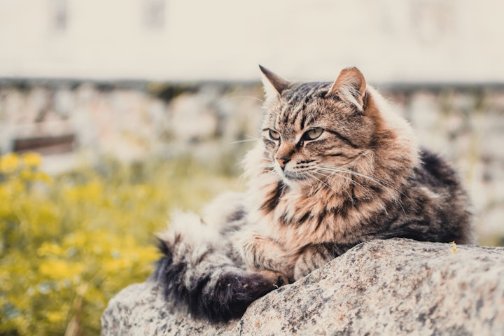 猫,元野良猫,元保護猫,ご飯,水,食べない,理由,原因,ストレス,警戒