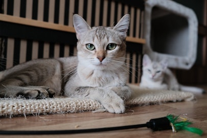 【獣医師監修】猫飼いさんが猫との生活で気を付けるべき6つのことのアイキャッチ画像