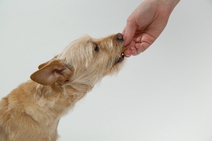 犬,猫,消化器,嘔吐,下痢,食事管理,健康