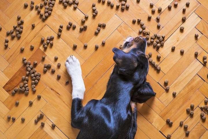 犬,猫,消化器,嘔吐,下痢,食事管理,健康