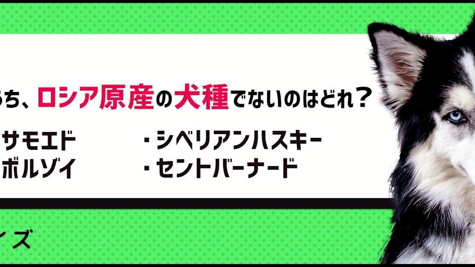 【クイズ】愛犬の理解が深まるかも?犬の原産国クイズ