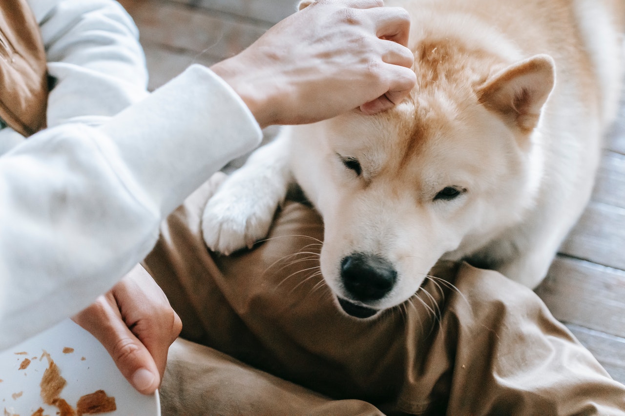 犬と猫の心疾患の薬物療法 | monsterdog.com.br