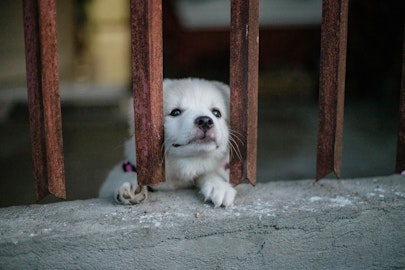 子犬が夜鳴きする5つの理由とそれぞれの対策をご紹介！のアイキャッチ画像