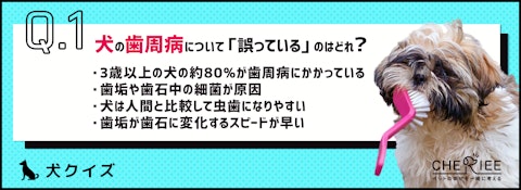 【クイズ】犬の何%が患っている？歯周病とデンタルケアの重要性のアイキャッチ画像