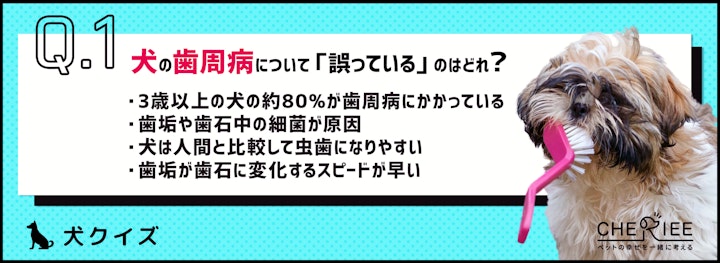 【クイズ】犬の何%が患っている？歯周病とデンタルケアの重要性のアイキャッチ画像