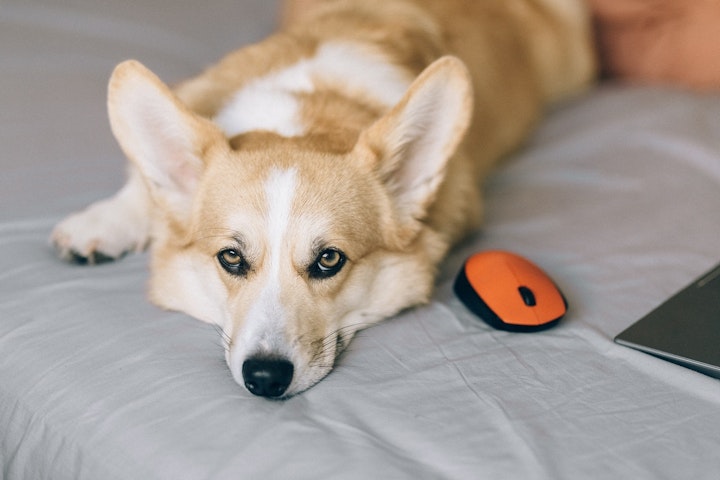 犬,早朝,吠える,対策,理由,原因,近所迷惑