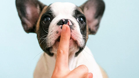 犬が早朝に吠える3つの原因と対策のアイキャッチ画像