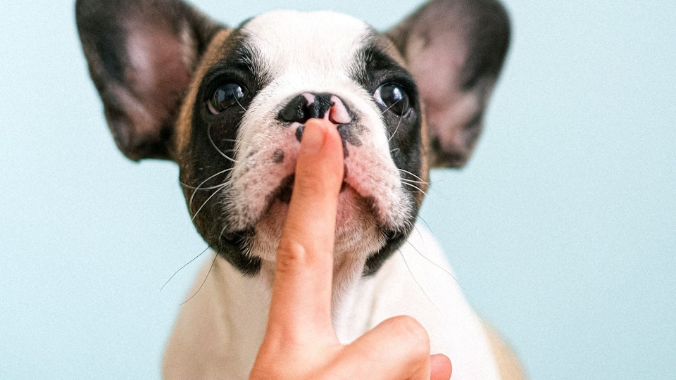 犬が早朝に吠える3つの原因と対策