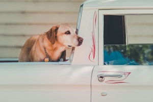 引越し 新生活を始める前に 環境の変化による犬のストレスの対処法 シェリー Goo ニュース