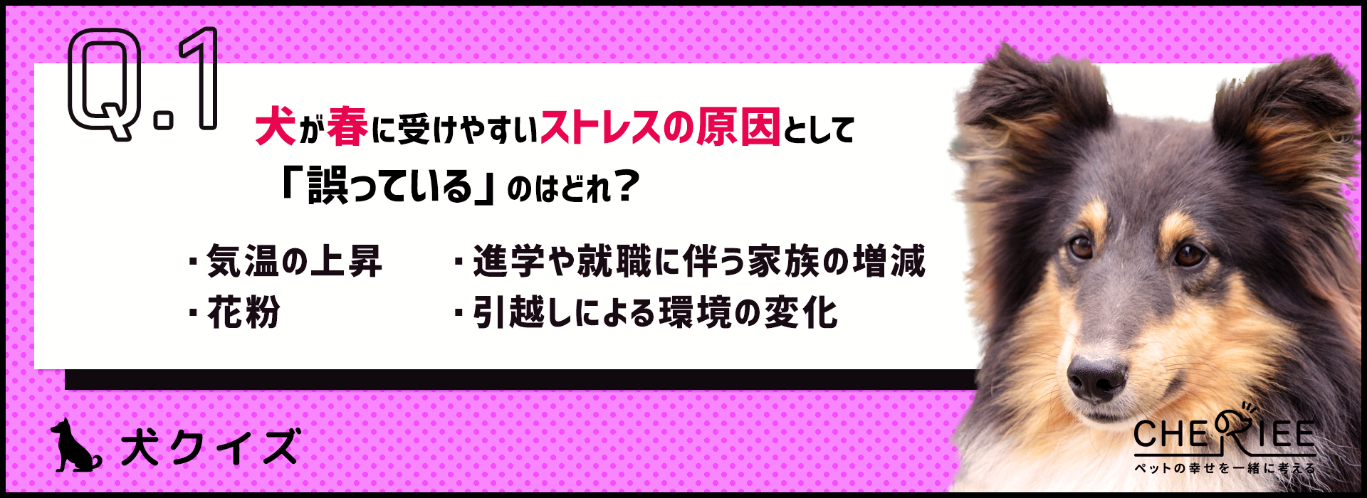 クイズ 春は犬のストレスが溜まりやすい 原因や発散方法をご紹介 シェリー ペットの幸せを一緒に考える