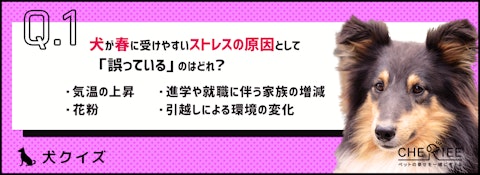 【クイズ】春は犬のストレスが溜まりやすい！原因や発散方法をご紹介のアイキャッチ画像