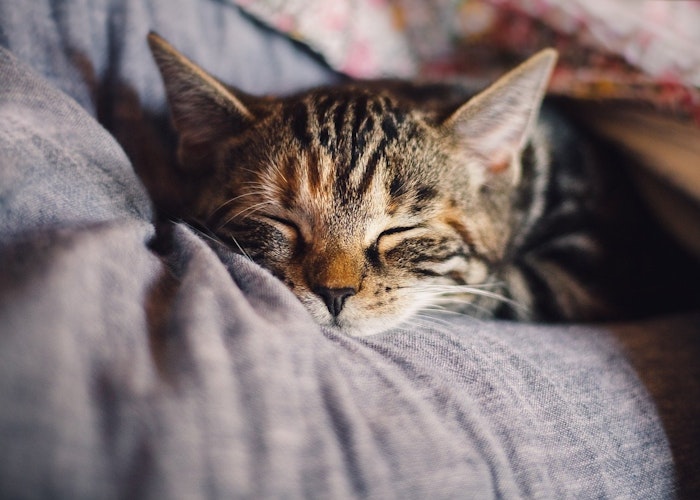 猫,夢,睡眠,寝言,いびき,てんかん,飼い方,暮らし,病気