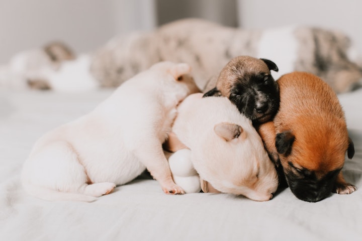 【獣医師監修】子犬・子猫を飼うなら知っておきたい9つの先天性疾患 - CHERIEE あにまるマガジン