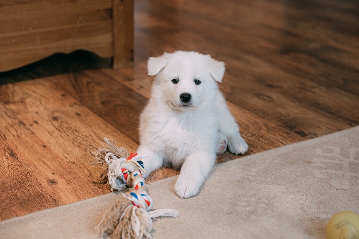 犬,猫,先天性疾患,ペット,子犬,子猫,病気,生まれつき