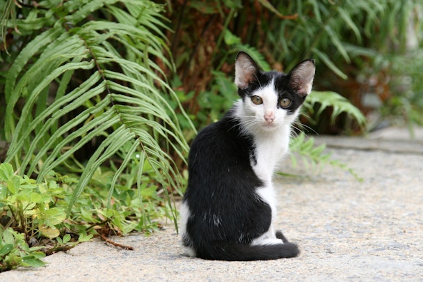 野良猫を見つけても飼えない時の対処法と保護後のポイントをご紹介のアイキャッチ画像