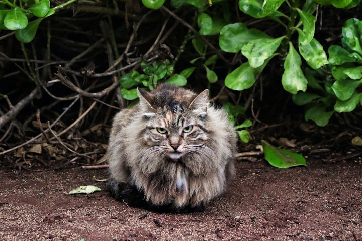 猫,野良猫,保護,飼えない,動物病院,里親,保護団体,SNS,準備,ポイント