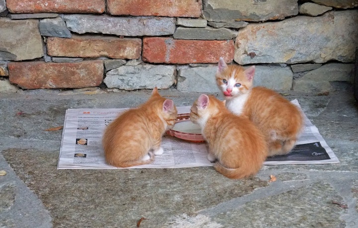 猫,野良猫,保護,飼えない,動物病院,里親,保護団体,SNS,準備,ポイント