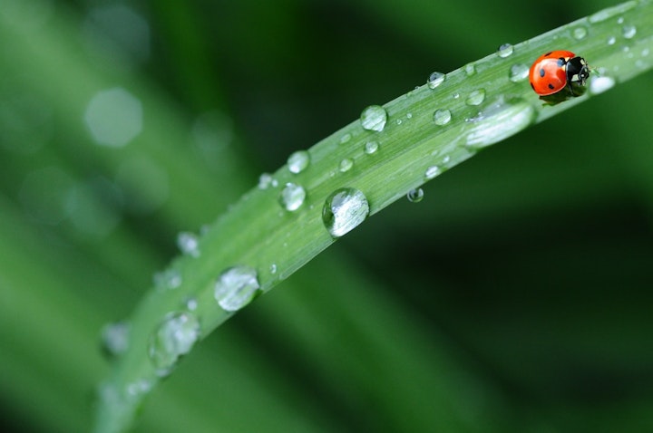 雨,天気,気圧,低気圧,ペット