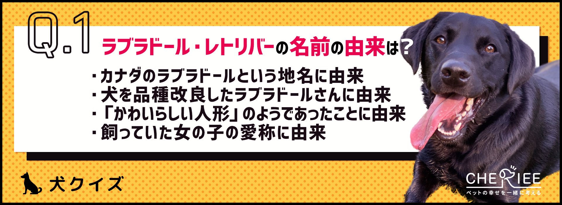 【犬種クイズ】ゴールデンやラブラドール以外も！レトリバーの雑学