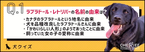 【犬種クイズ】ゴールデンやラブラドール以外も！レトリバーの雑学のアイキャッチ画像