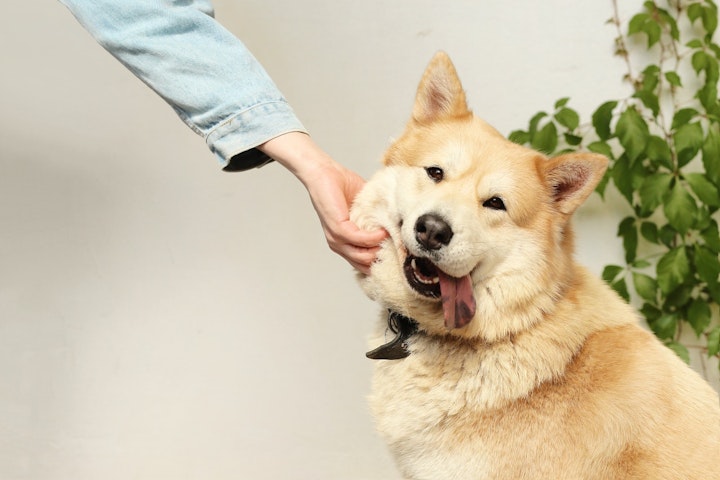 サプリメント,ペット,犬,猫