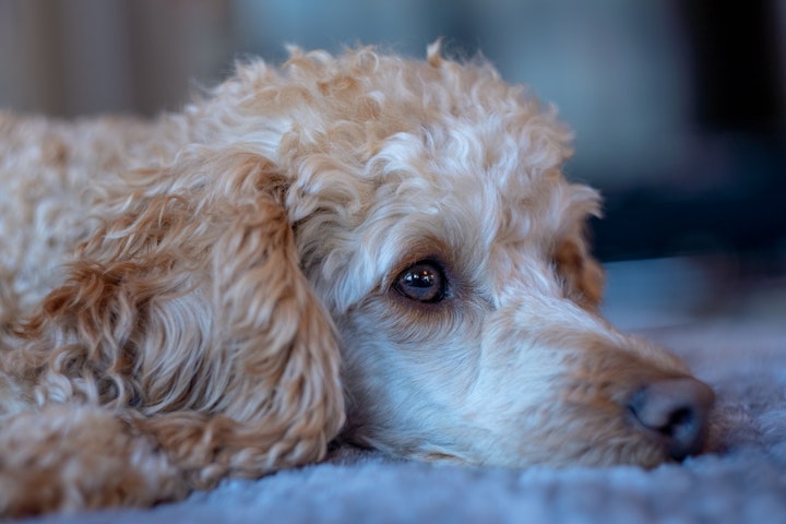 犬,トイプードル,プードル,好発疾患,病気,健康,飼育環境,予防