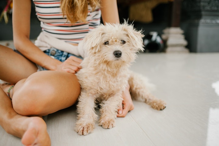 犬,トイプードル,プードル,好発疾患,病気,健康,飼育環境,予防