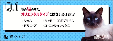 【猫クイズ】体型による猫の分類。オリエンタルタイプってどんな猫？のアイキャッチ画像