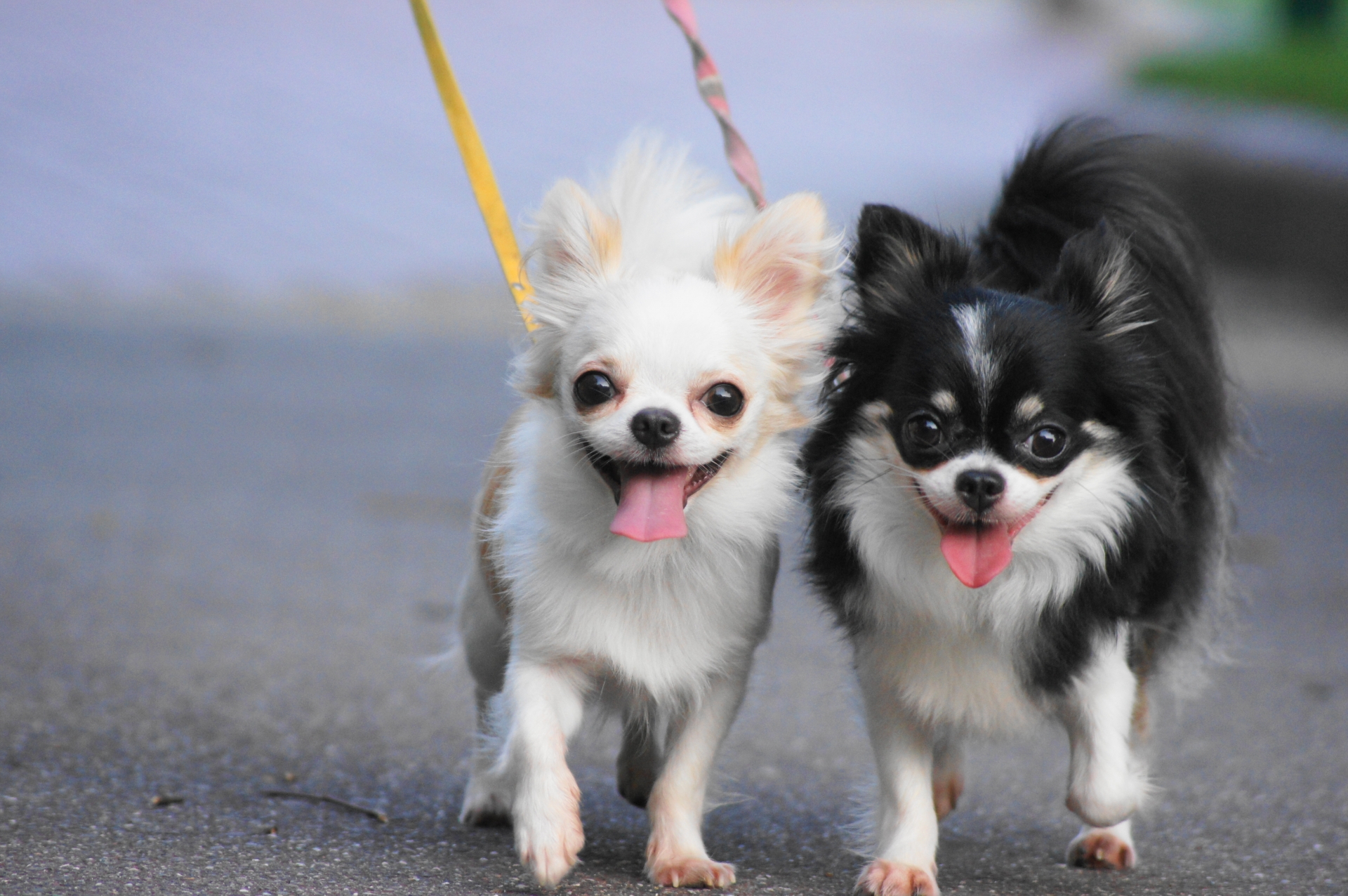 【獣医師監修】脱臼や角膜炎に注意！チワワの好発疾患と予防法