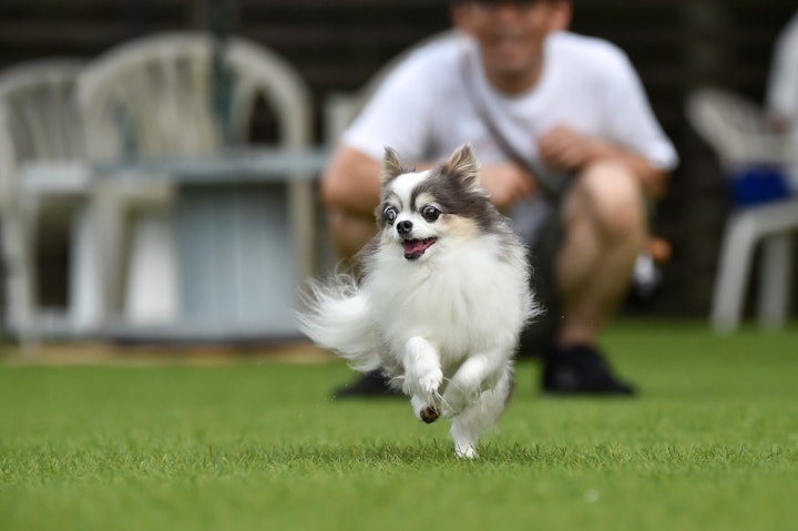 犬,チワワ,好発疾患,予防,対策