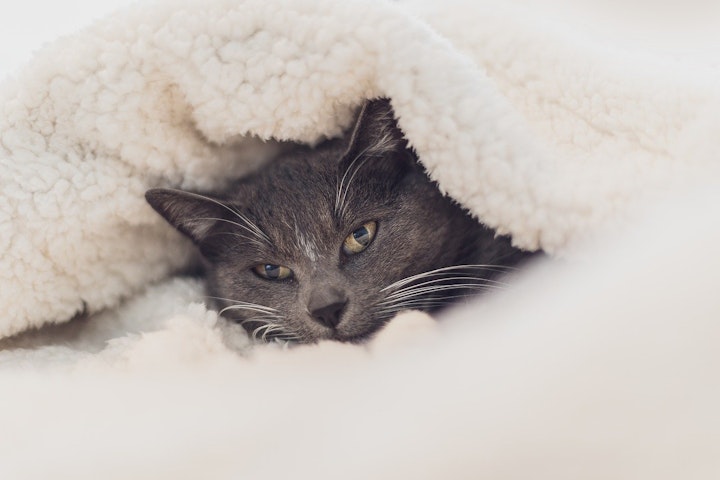 猫,健康,ウールサッキング,摂食,誤飲,ストレス,病気,常同障害