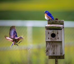 庭に野鳥を呼び込もう!鳥の巣箱の設置・餌付けのポイントと注意点のアイキャッチ画像