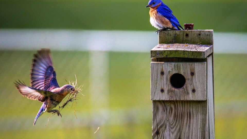 庭に野鳥を呼び込もう!鳥の巣箱の設置・餌付けのポイントと注意点