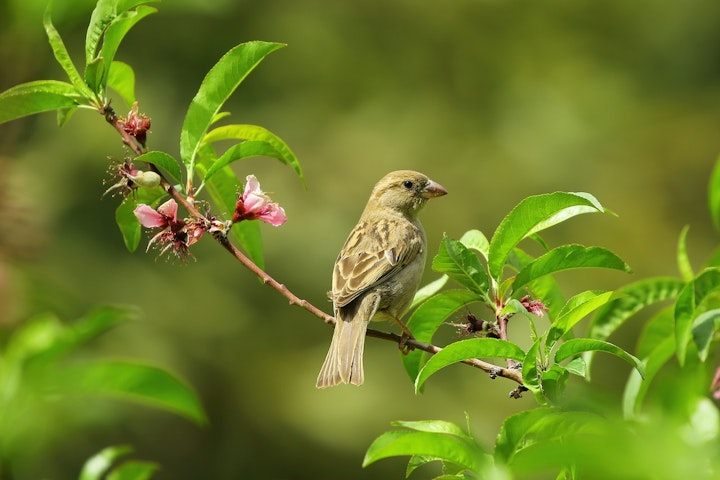 鳥,巣箱,野鳥,餌付け