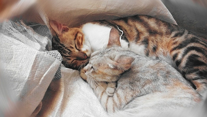 猫,寝る場所,睡眠,寝相,信頼,添い寝