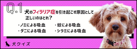 【クイズ】春から予防を！犬のフィラリア症の原因と投薬時の注意点のアイキャッチ画像