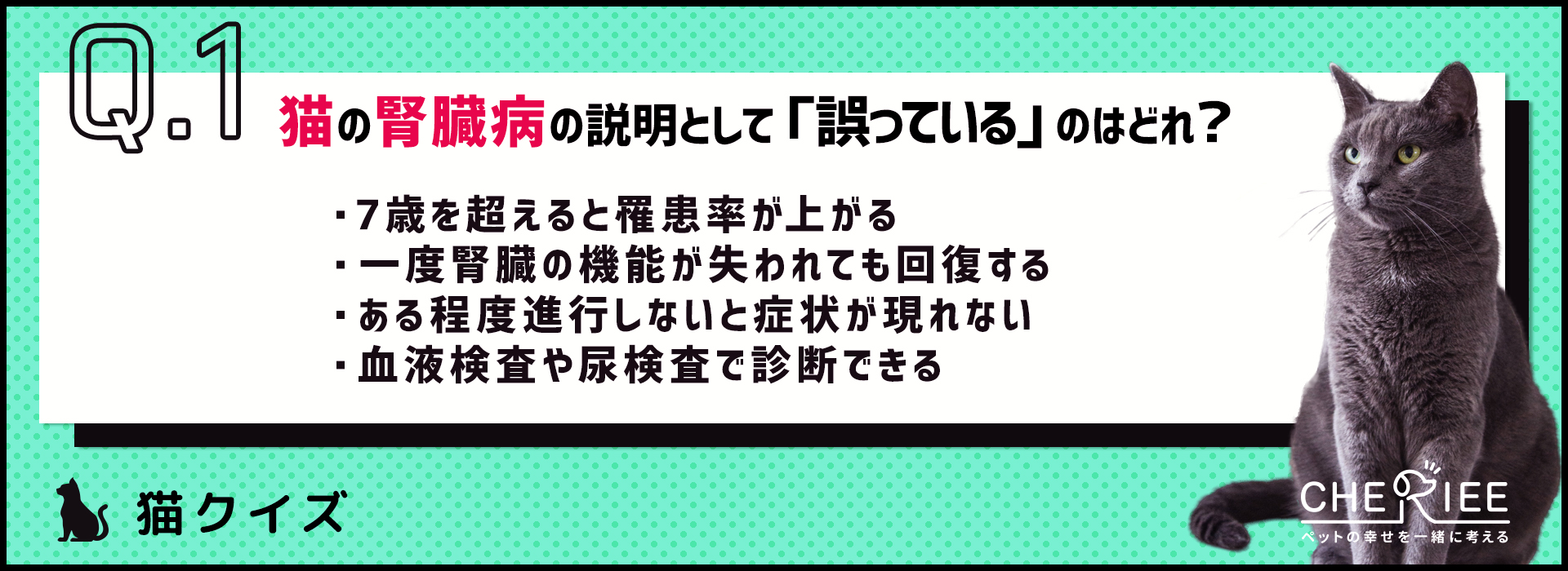 【猫クイズ】早期発見がカギ！猫の腎臓病クイズ