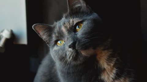 成長とともに毛の色が変わる!猫の毛色が変化する5つの理由とはのアイキャッチ画像