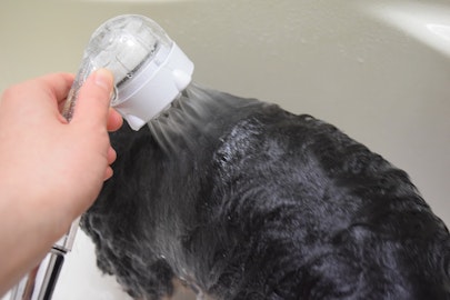 効果ある?話題のミラブルで犬シャンプー!編集部が実感したメリデメのアイキャッチ画像